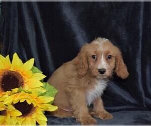 Cavapoo Puppy for sale in BARNESVILLE, KS, USA