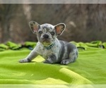 Small Photo #1 French Bulldog Puppy For Sale in PHELAN, CA, USA