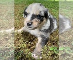 Puppy Prince Australian Shepherd
