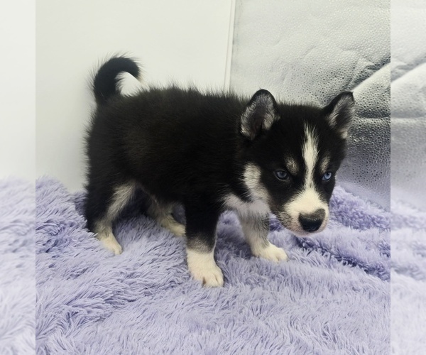 Medium Photo #2 Siberian Husky Puppy For Sale in SANDY HOOK, KY, USA