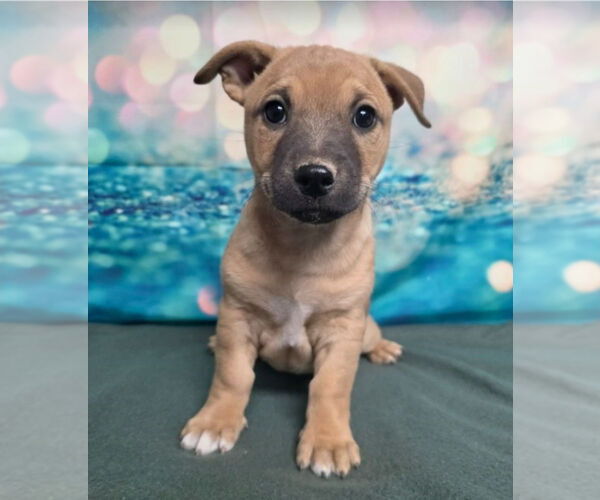 Medium Photo #7 Labrador Retriever-Unknown Mix Puppy For Sale in Lakewood, CO, USA
