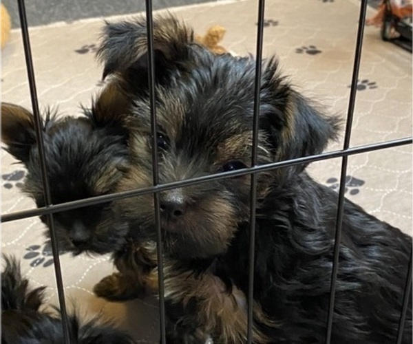Medium Photo #1 Yorkshire Terrier Puppy For Sale in NEWBURGH, IN, USA