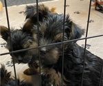 Small Photo #1 Yorkshire Terrier Puppy For Sale in NEWBURGH, IN, USA