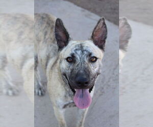 Mutt Dogs for adoption in El Centro, CA, USA