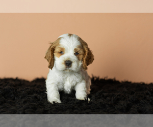 Medium Cocker Spaniel