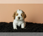 Puppy Gibson Cocker Spaniel