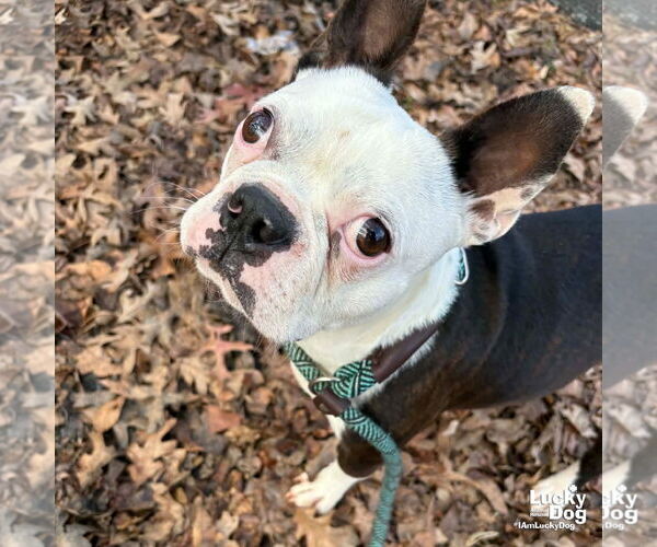 Medium Photo #2 Boston Terrier-Unknown Mix Puppy For Sale in Washington, DC, USA