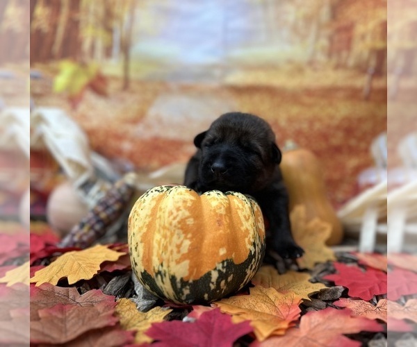 Medium Photo #4 German Shepherd Dog Puppy For Sale in LAKE ELSINORE, CA, USA