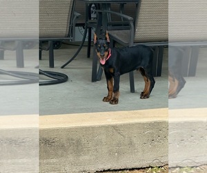 Doberman Pinscher Puppy for sale in LAFAYETTE, TN, USA