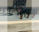 Image preview for Ad Listing. Nickname: Red collar