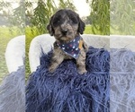 Puppy Thyme Goldendoodle