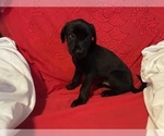 Small #8 Labrador Retriever