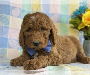 Goldendoodle Puppy for sale in LANCASTER, PA, USA