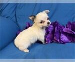 Small #20 Chihuahua