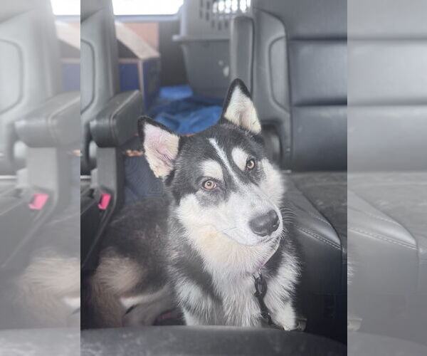 Medium Photo #1 Siberian Husky Puppy For Sale in Cumming, GA, USA