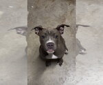 Small Photo #2 Staffordshire Bull Terrier Puppy For Sale in The Woodlands, TX, USA