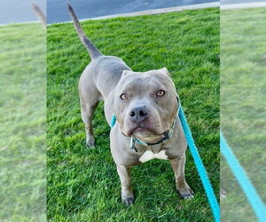 Mutt Dogs for adoption in Sacramento, CA, USA