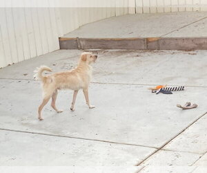 Ringo - Male Poodle (Miniature)-Unknown Mix Dog for Adoption - Photo #3
