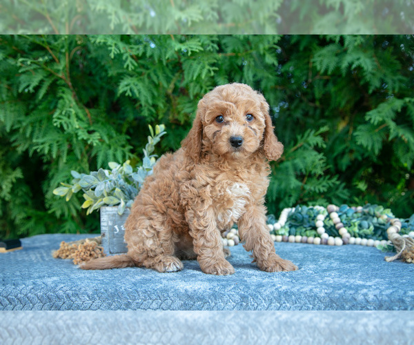 Medium Photo #12 Cavapoo (Miniature) Puppy For Sale in KIRKWOOD, PA, USA
