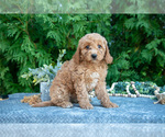 Small #1 Cavapoo (Miniature)