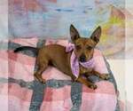 Small #4 Jackshund