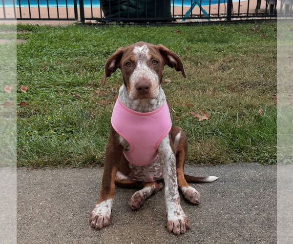 Medium Photo #7 Pointer-Unknown Mix Puppy For Sale in Tarrytown, GA, USA