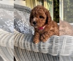 Small #5 Cavapoo