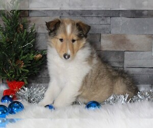 Collie Puppy for sale in APPLE CREEK, OH, USA