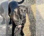 Small Photo #2 Labrador Retriever Puppy For Sale in Pacolet, SC, USA