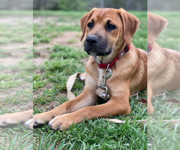 Medium Photo #7 Retriever -Unknown Mix Puppy For Sale in Holly Springs, NC, USA