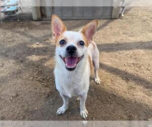 Chihuahua-Unknown Mix Dogs for adoption in Orange, CA, USA
