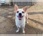 Small Chihuahua Mix