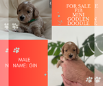 Puppy Puppy 2 GIN Golden Retriever-Poodle (Toy) Mix