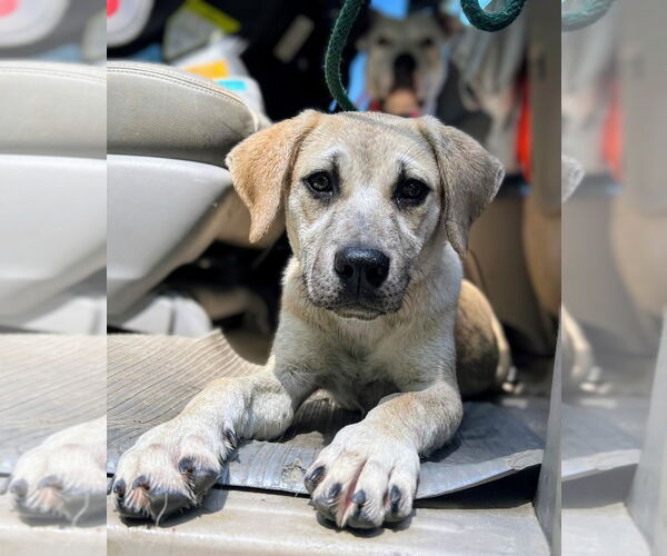 Medium Photo #1 Anatolian Shepherd-Labrador Retriever Mix Puppy For Sale in Caribou, ME, USA