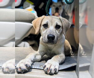 Anatolian Shepherd-Labrador Retriever Mix Dogs for adoption in Caribou, ME, USA