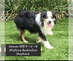 Denver - Male Australian Shepherd Dog for Adoption - Small photo