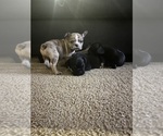 Small Photo #4 French Bulldog Puppy For Sale in PAHRUMP, NV, USA