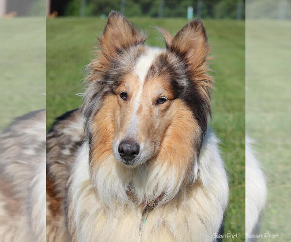 Medium Photo #2 Collie Puppy For Sale in Chantilly, VA, USA