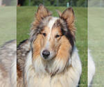 Small #1 Collie