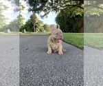 Puppy 1 French Bulldog