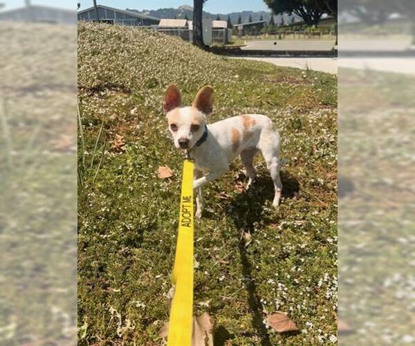 Medium Photo #2 Chihuahua-Unknown Mix Puppy For Sale in San Martin, CA, USA