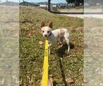 Small #1 Chihuahua Mix