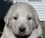 Puppy Ollie Great Pyrenees