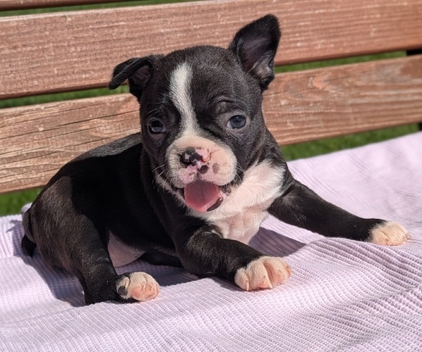 Medium Photo #4 Boston Terrier Puppy For Sale in GOSHEN, IN, USA