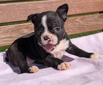 Small #3 Boston Terrier