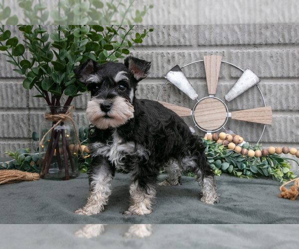 Medium Photo #1 Schnauzer (Miniature) Puppy For Sale in BALTIC, OH, USA