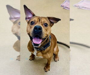 American Pit Bull Terrier Dogs for adoption in Derwood, MD, USA