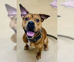Small American Pit Bull Terrier