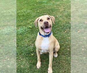 Labrador Retriever-Unknown Mix Dogs for adoption in Sugar Land, TX, USA