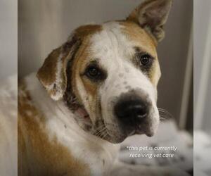 American Staffordshire Terrier-Unknown Mix Dogs for adoption in San Antonio, TX, USA